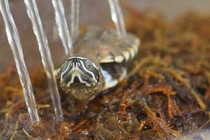 Close up is baby freshwater turtle at Thailand photo