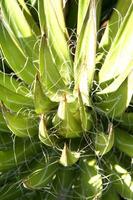 a cactus plant with many spikes photo