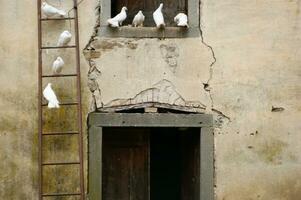 a ladder with birds on it photo