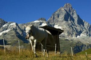 a white horse standing in a field photo