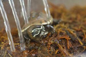 Close up is baby freshwater turtle at Thailand photo