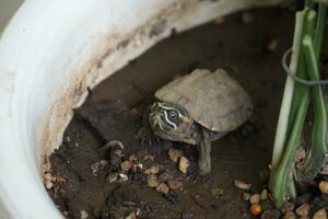 Close up is baby freshwater turtle at Thailand photo