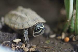 Close up is baby freshwater turtle at Thailand photo