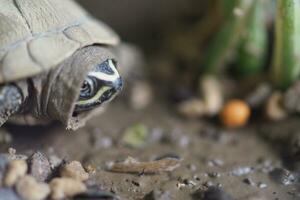 Close up is baby freshwater turtle at Thailand photo