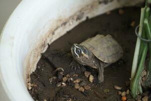 Close up is baby freshwater turtle at Thailand photo