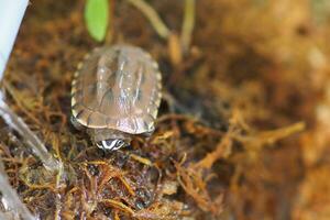 Close up is baby freshwater turtle at Thailand photo