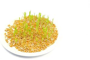 a close up of a bunch of corn sprouts photo