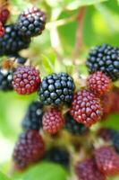 a bunch of blackberries on a branch photo