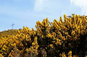 a large bush with yellow flowers photo