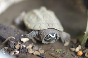 Close up is baby freshwater turtle at Thailand photo