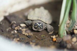 Close up is baby freshwater turtle at Thailand photo