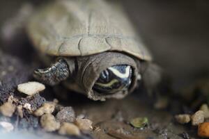 Close up is baby freshwater turtle at Thailand photo