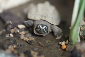 cerca arriba es bebé agua dulce Tortuga a Tailandia foto