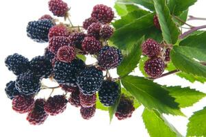 a bunch of blackberries on a branch photo