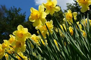 un campo de amarillo narcisos en el medio de un herboso campo foto