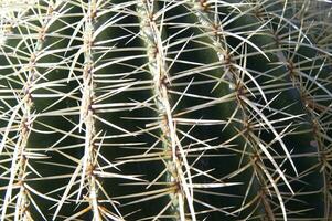 a cactus plant with many spikes photo