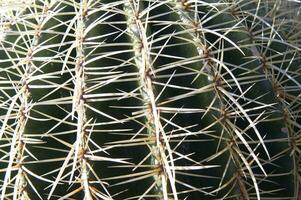 a cactus plant with many spikes photo