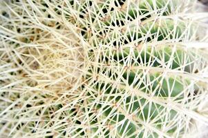 a cactus plant with many spikes photo