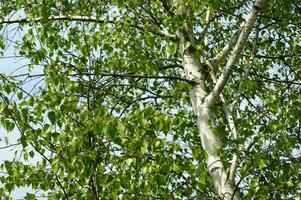 a view of a birch tree with leaves photo