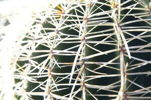 a cactus plant with many spikes photo