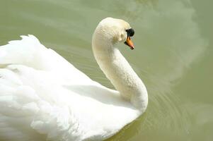 a white swan is floating in a pond photo