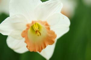 un campo de amarillo narcisos en el medio de un herboso campo foto