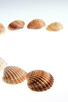 sea shells isolated on white background photo