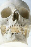 The human skull photo