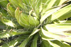 un cactus planta con muchos Picos foto