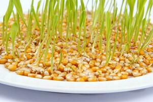 a close up of a bunch of corn sprouts photo