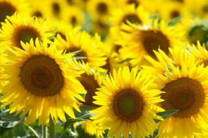 a large field of sunflowers is shown in this photo