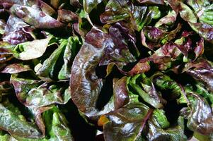 a close up of a bunch of lettuce photo