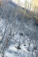 the remains of a forest after the fire photo