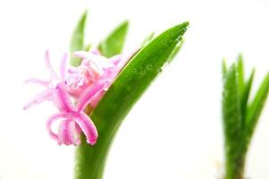 a basket with three small pink flowers in it photo