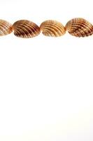 sea shells isolated on white background photo