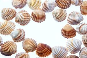 sea shells isolated on white background photo