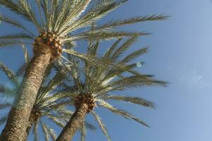 a view of a palm tree with a blue sky in the background photo