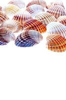 sea shells isolated on white background photo