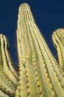 un cerca arriba de un cactus con muchos pequeño agujas foto