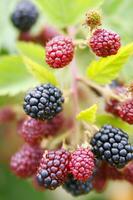 a bunch of blackberries on a branch photo