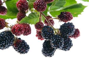 a bunch of blackberries on a branch photo