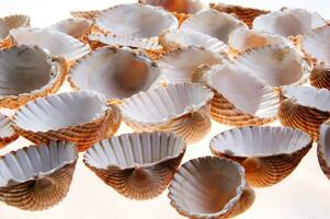 sea shells isolated on white background photo