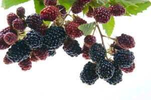 a bunch of blackberries on a branch photo