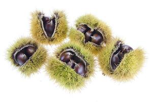 a group of chestnuts on a white background photo