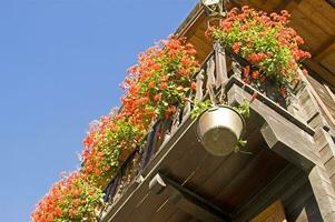 a wooden fence with flowers hanging from it photo