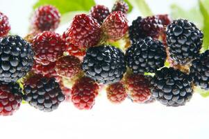 a bunch of blackberries on a branch photo