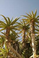 a view of a palm tree with a blue sky in the background photo