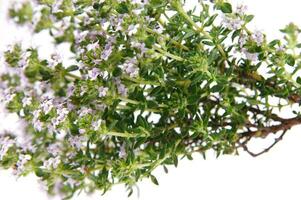 a bunch of herbs on a piece of paper photo