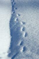 a close up of snow falling from the sky photo