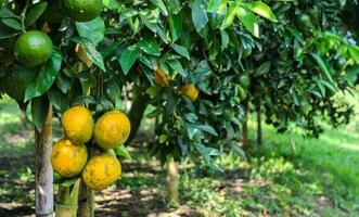 naranja Fruta en sus árbol en el jardín foto